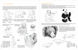 Dibujar los animales