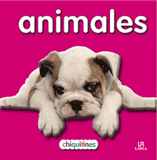 Chiquitines - Pack